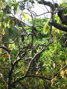 CocoaTree